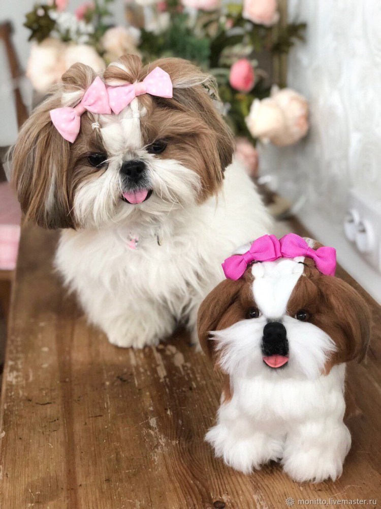 Порода собак йорки ши ТСУ