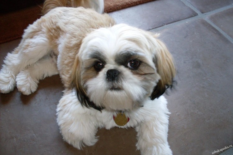 Бишон ши тцу