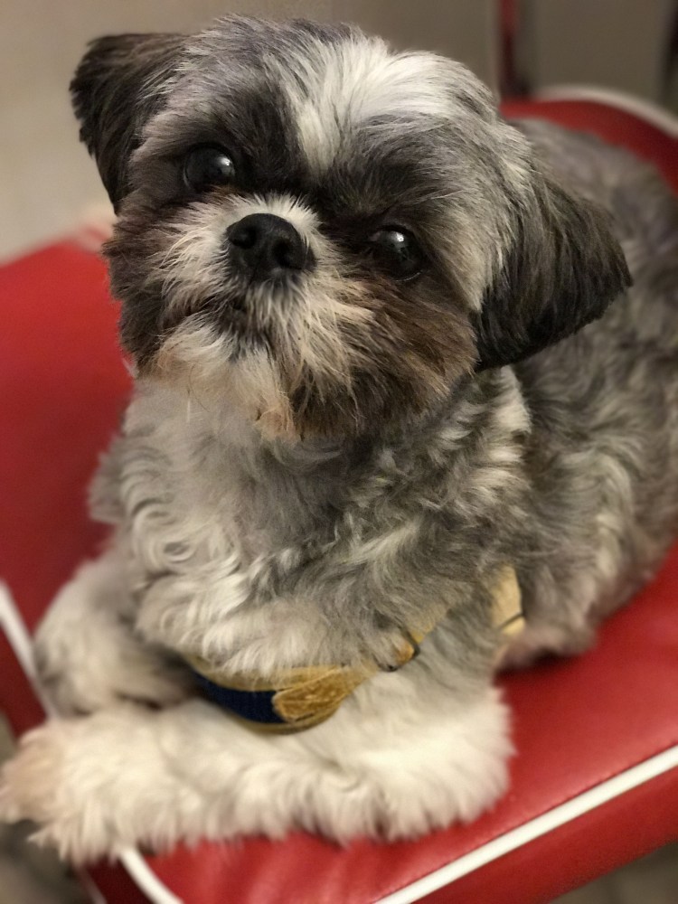 Щенки ши тцу