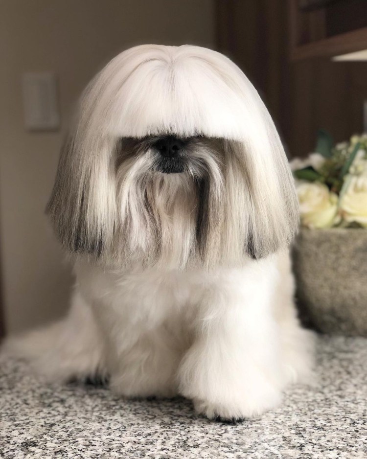 Собачка ши тцу