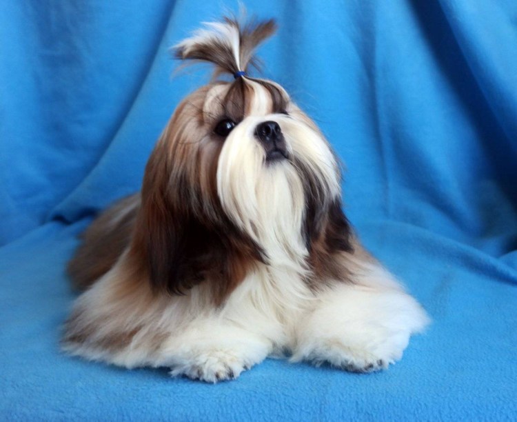 Собачка ши тцу