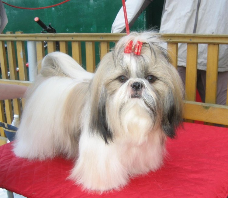 Порода собак ши-тцу