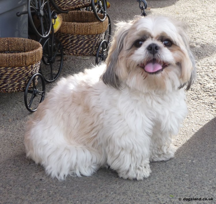 Собачка ши тцу