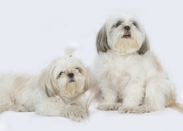 Порода собак ши-тцу