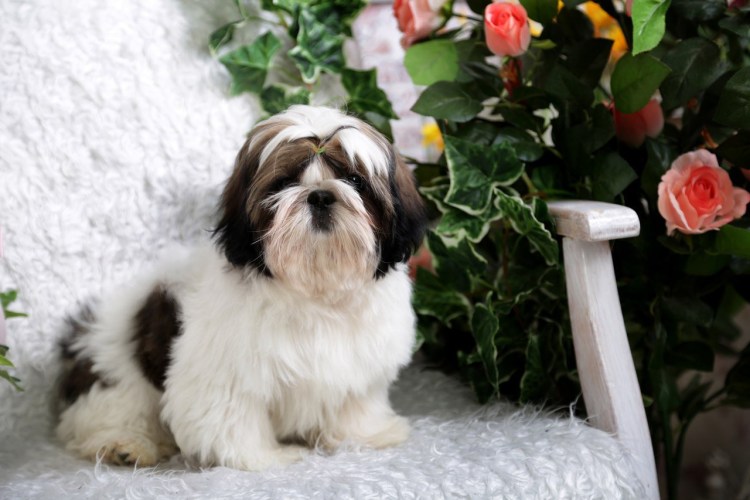 Щенки ши тцу