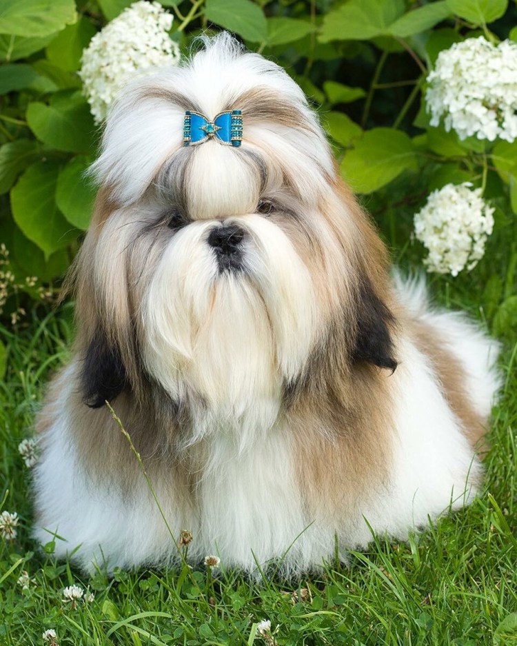 Ши-тцу (Shih Tzu