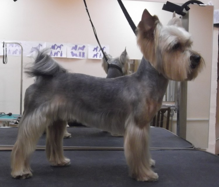 Стрижки для йорков девочек на лето