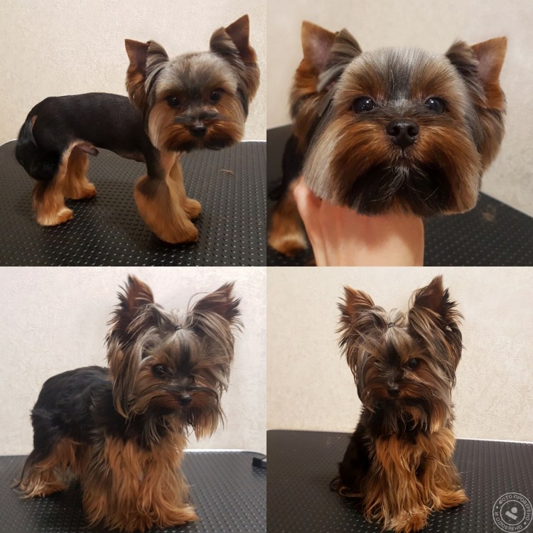 Стрижки йорков мальчиков щенков