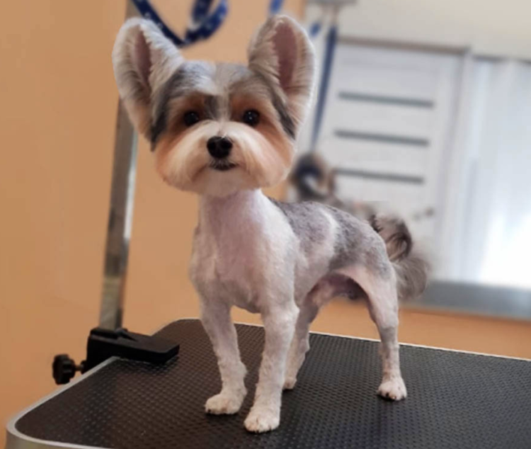 Стрижка Йорка мальчика стандарт