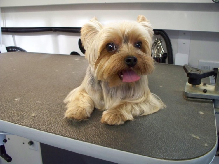 Короткие стрижки йорков девочек