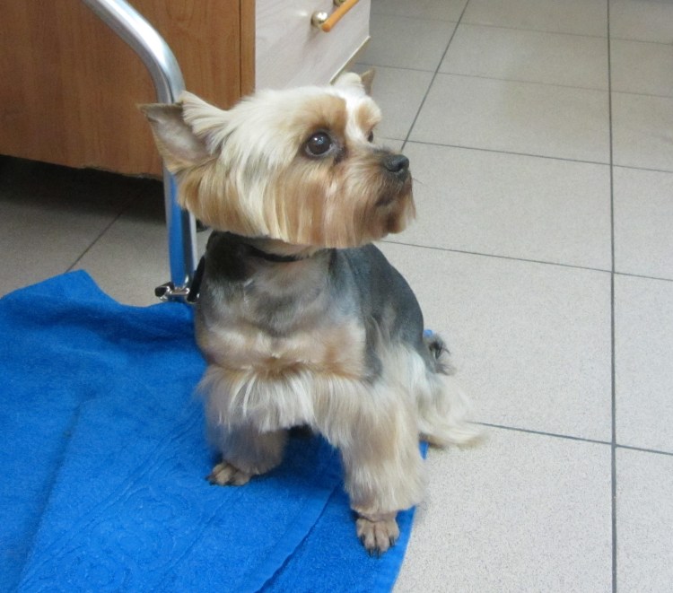 Стрижка лап у Йорка