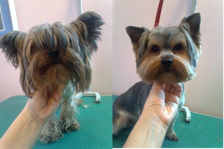 Стрижка Йорка в Риге