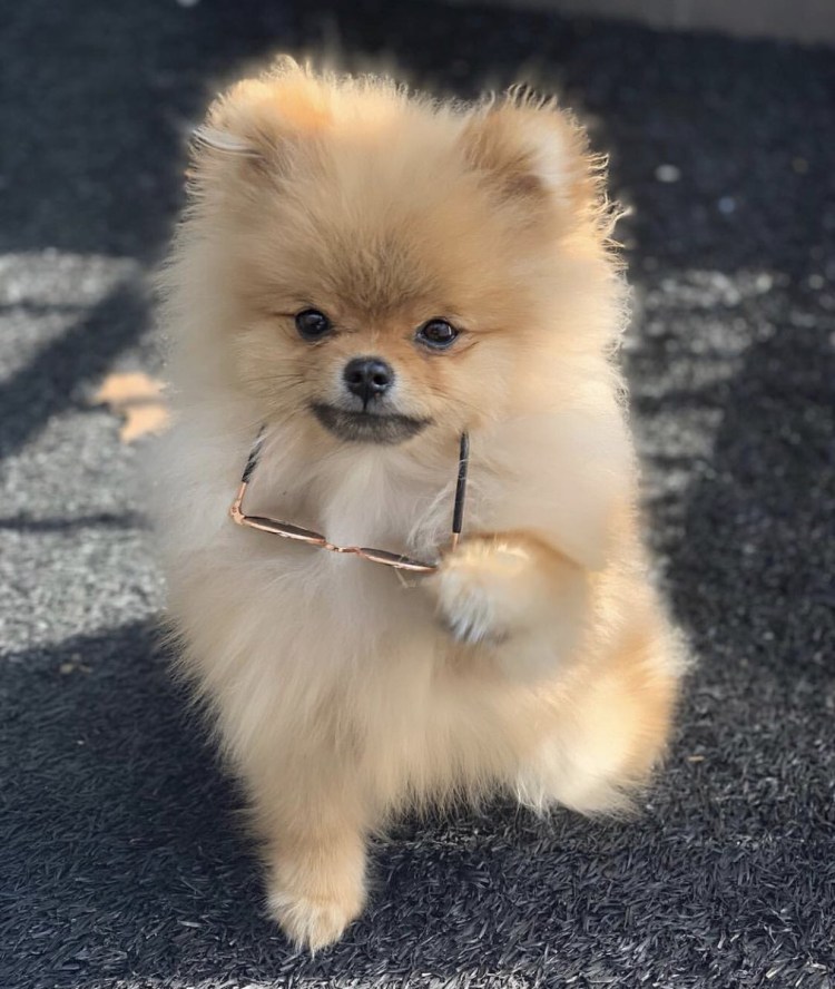 Шпиц флаффи