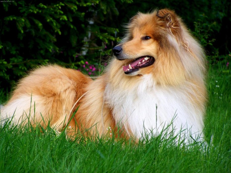 Шотландская колли длинношерстный