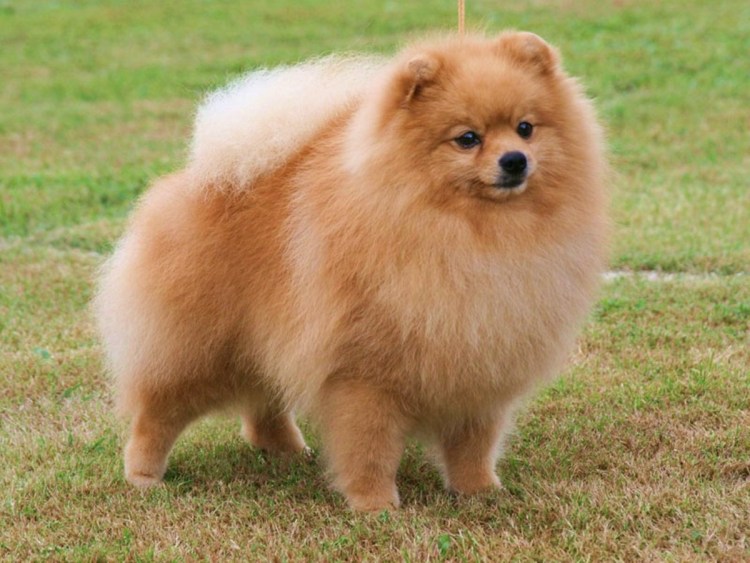 Малый померанский шпиц