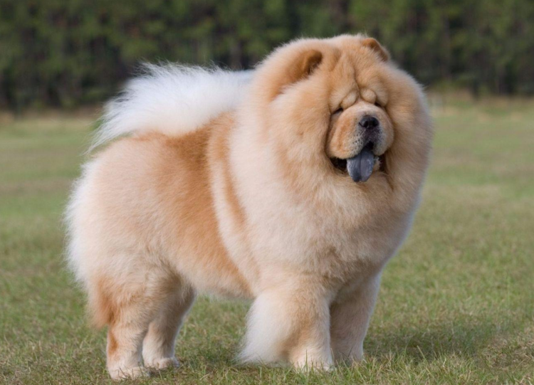 Чау-чау собака