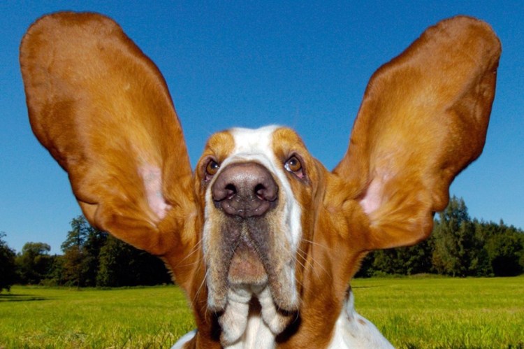 Спич Живая собака