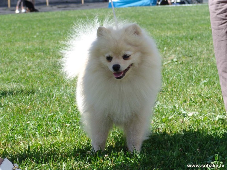 Малый немецкий шпиц щенок