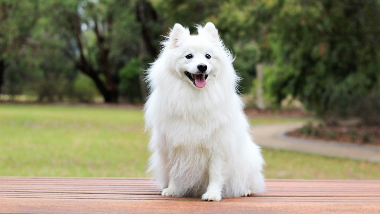 Белый гроссшпиц померанец