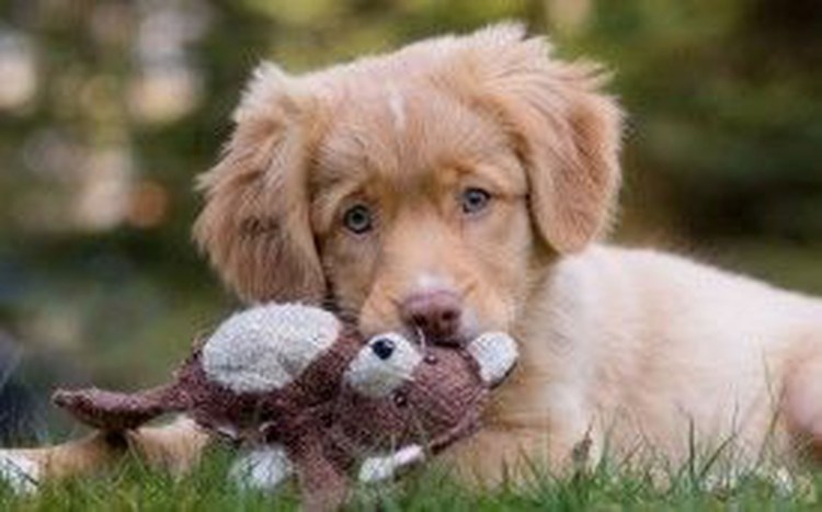 Милые собачки