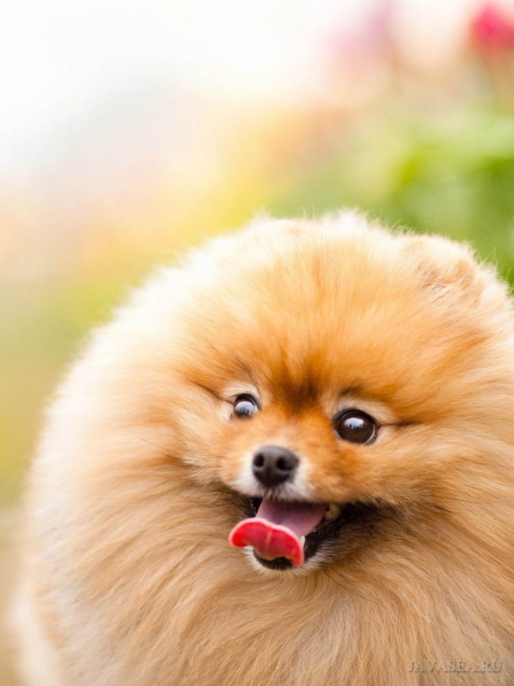 Померанский шпиц