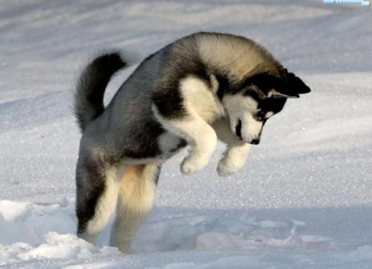 Оленегонная Сибирская лайка