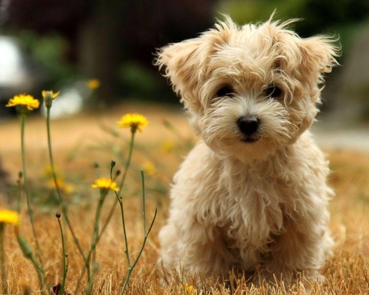 Порода собак мальтипу