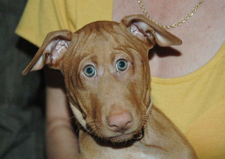 Бойцовский бультерьер