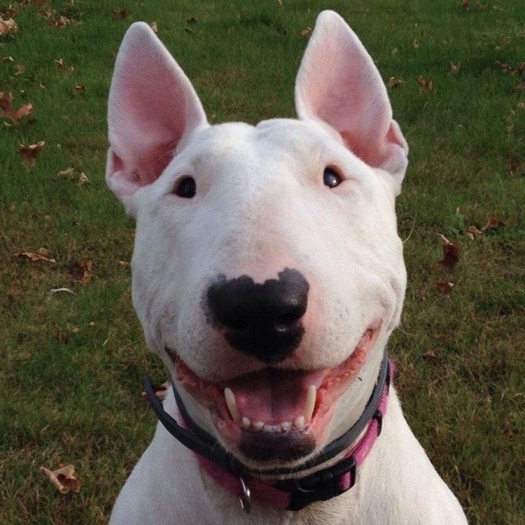 Бультерьер Хинкса