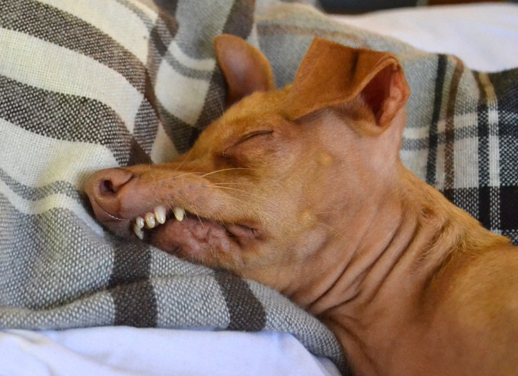 Борзая Эрис