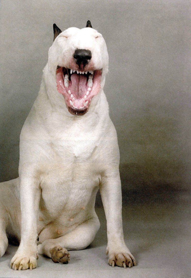 Бультерьер белый