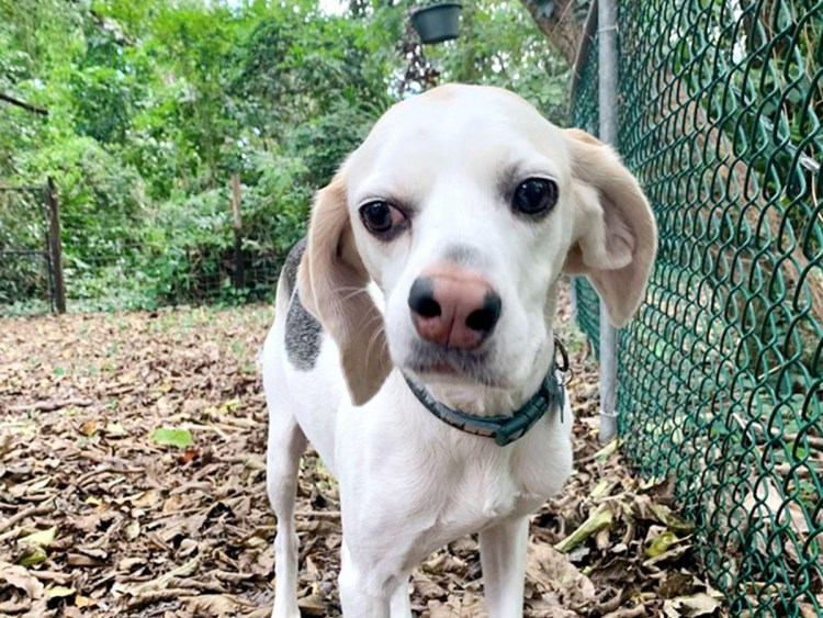 Бойцовский бультерьер