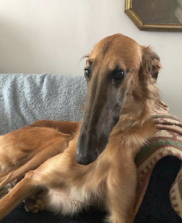 Бойцовский бультерьер