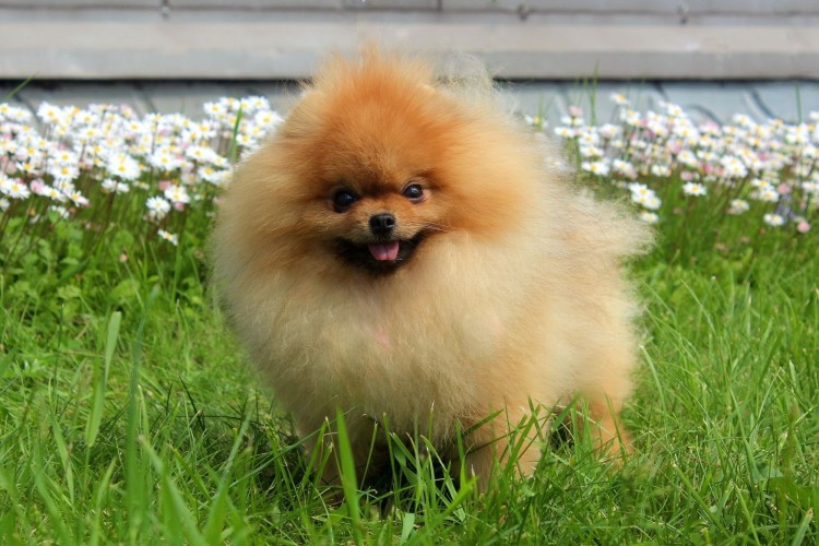 Мальтийский терьер Эбби