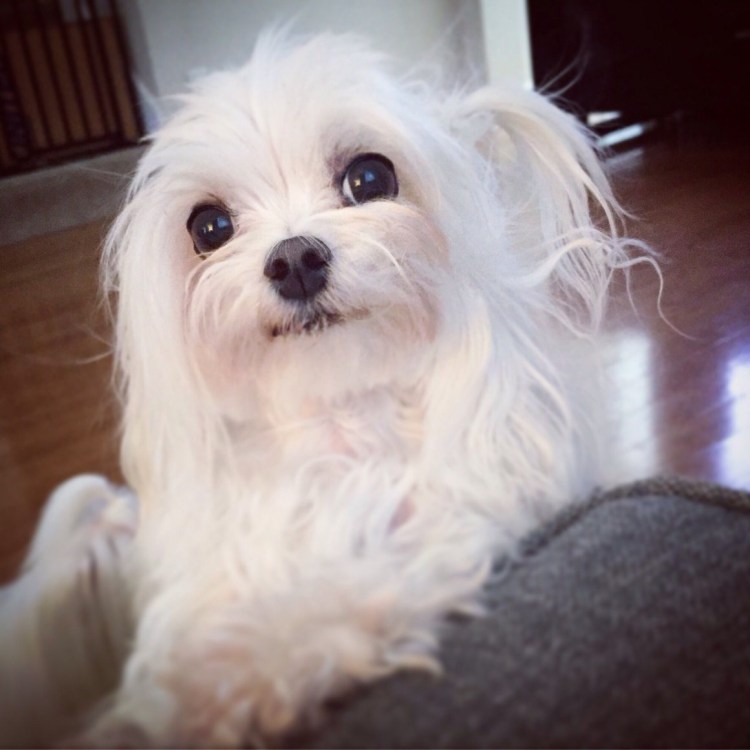 Пустынный пес