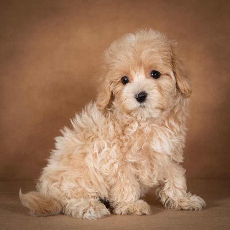 Мальтийская болонка короткошерстная