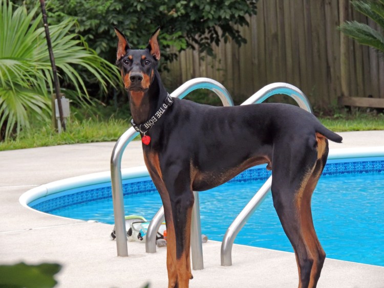 Белые Болонки мальтезе