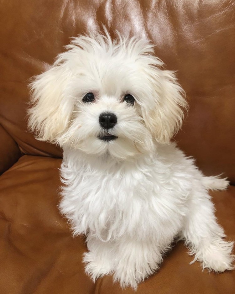 Мальтийская болонка Харт