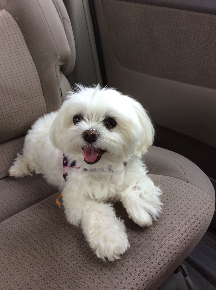 Малибу щенки