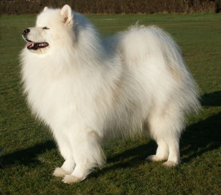 Немецкий карликовый шпиц