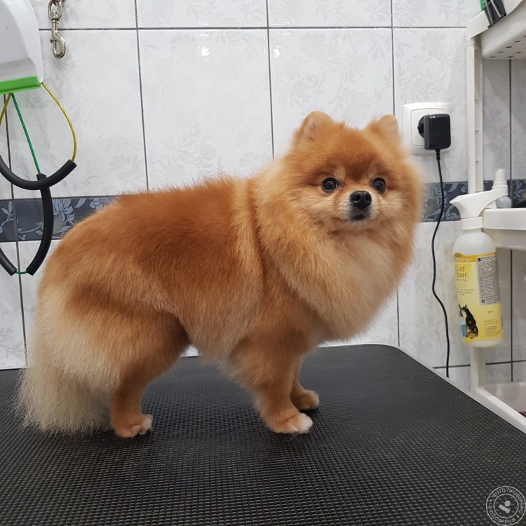 Померанский шпиц Лисичка груминг шпица