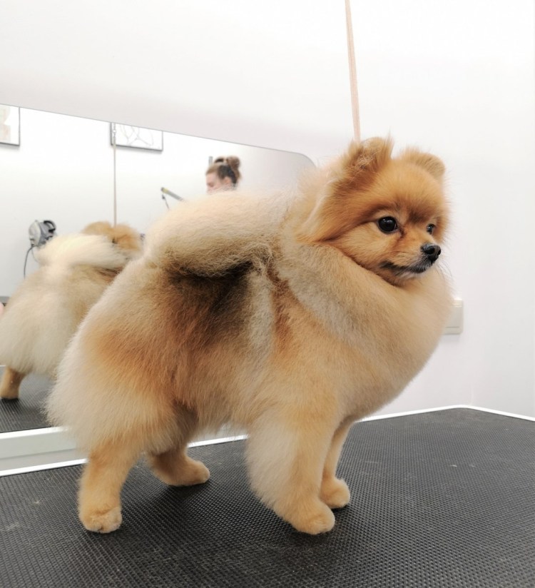 Стрижка шпица лисьего типа