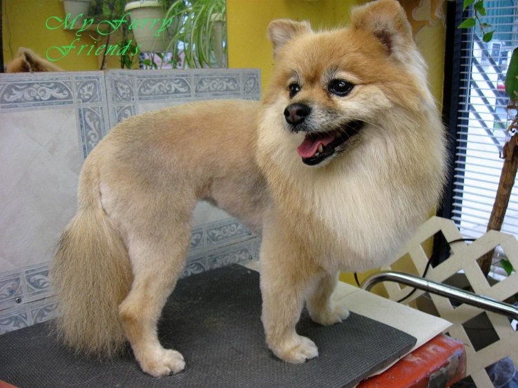 Австралийский шпиц