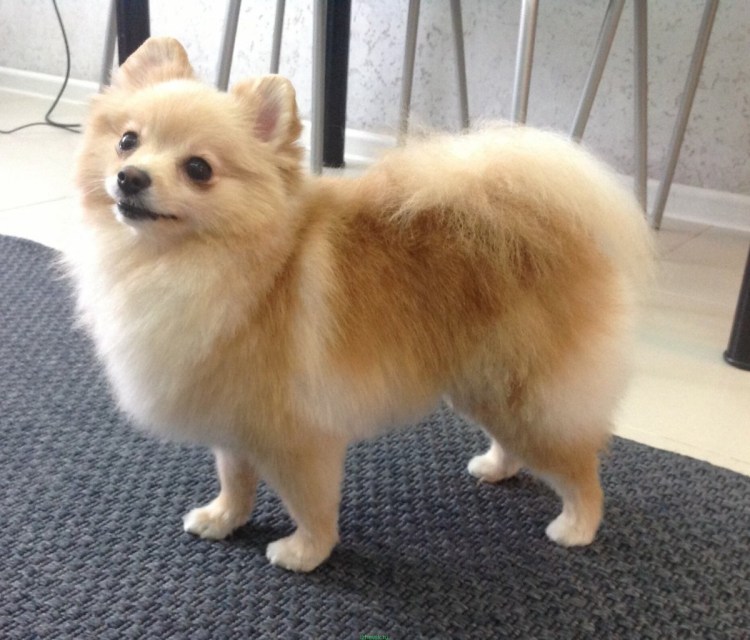 Померанский шпиц стандарт