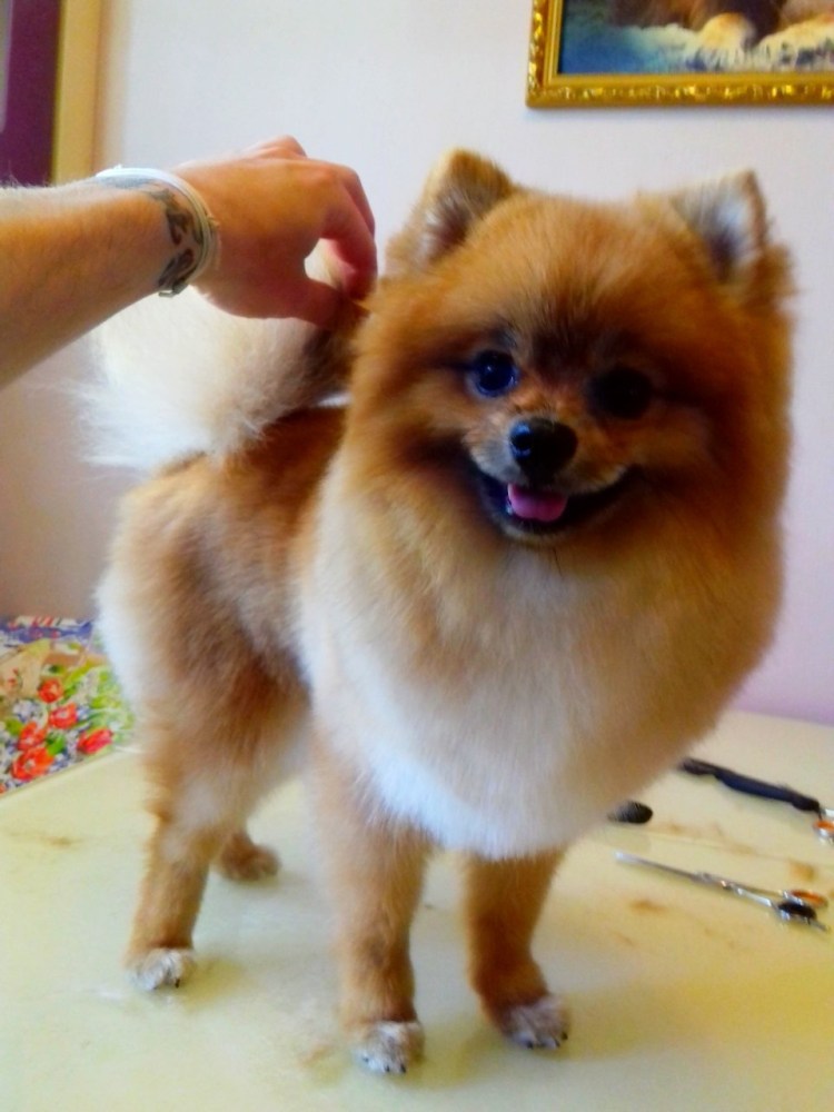 Померанский шпиц стриженный