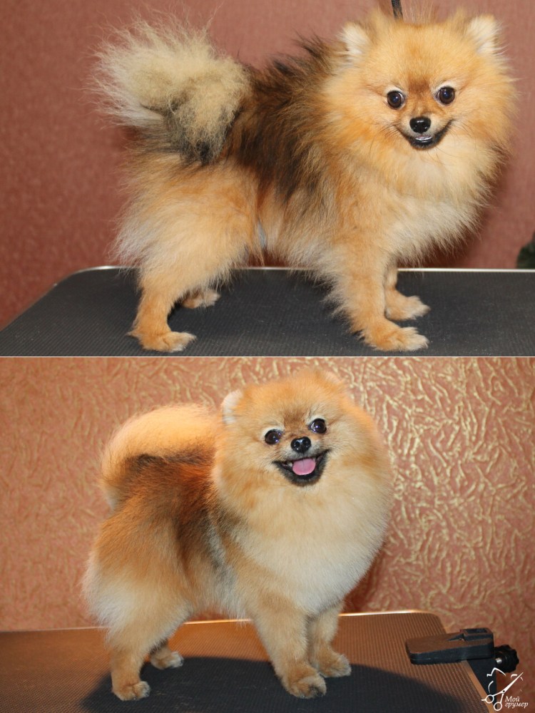 Стрижки шпица померанского Лисичка