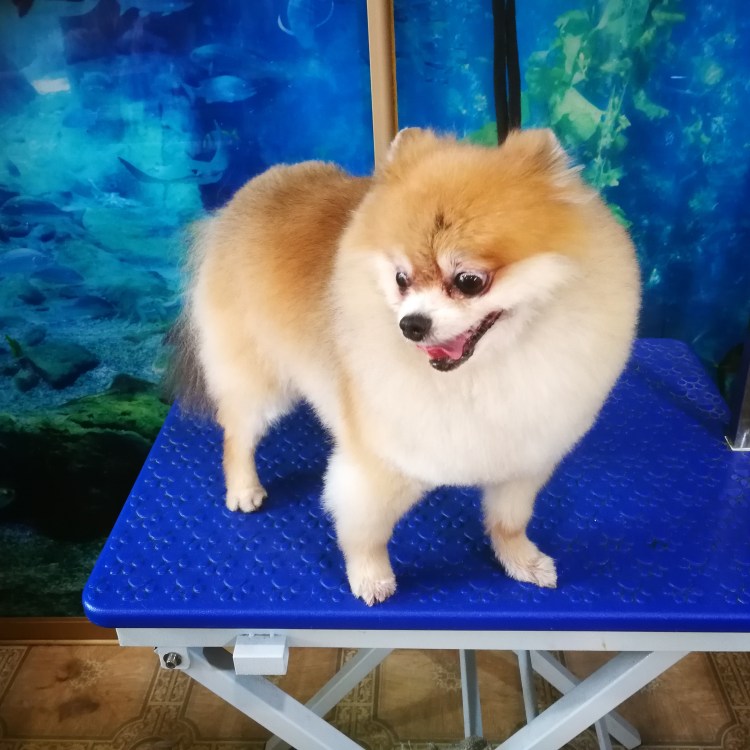 Померанский шпиц strijka