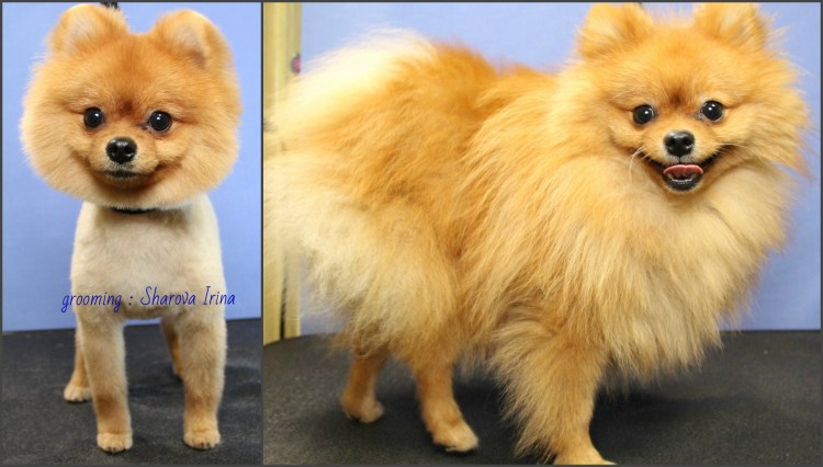 Стрижка шпица Модерн