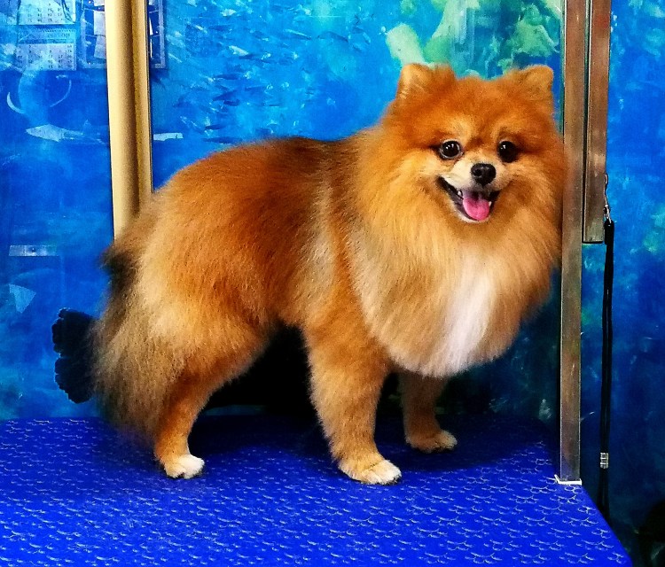 Стрижки шпица померанского Лисичка