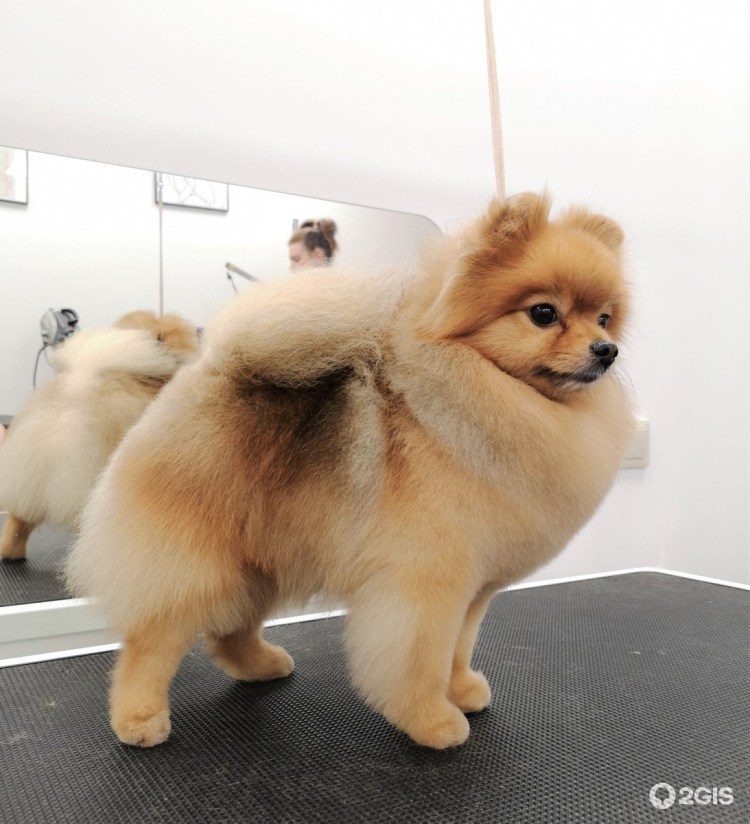 Померанский шпиц груминг